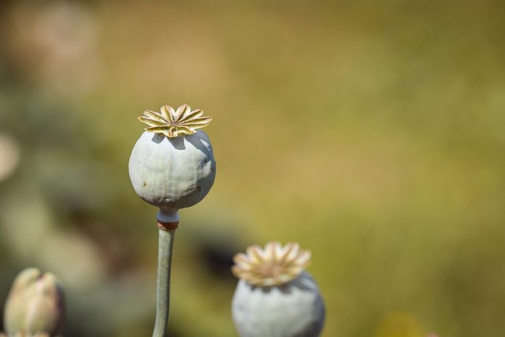 wholesale poppy pods